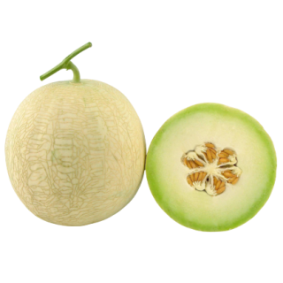 Muskan Muskmelon From  Known You Seed (India) (1)-KYI